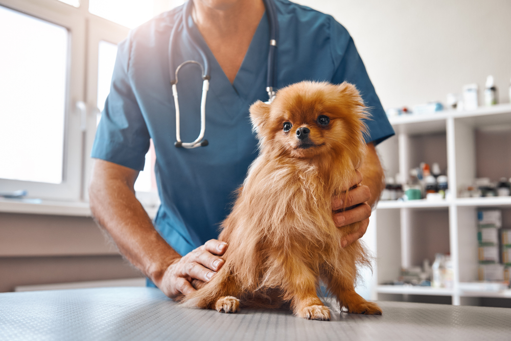 Vestibular de Medicina Veterinária: o que estudar e como passar